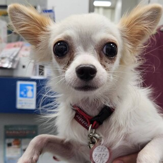 とても穏やか　花愛(かれん)ちゃん