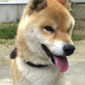 柴犬　人懐っこくて優しいです