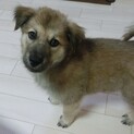 甘えん坊のミックス犬☆2ヶ月