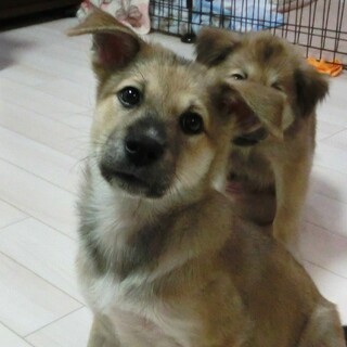 とっても可愛いミックス犬☆2ヶ月