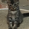 元気いっぱいサバトラの男の子