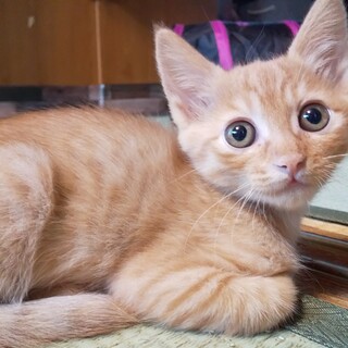 多頭飼い崩壊寸前です！Part2