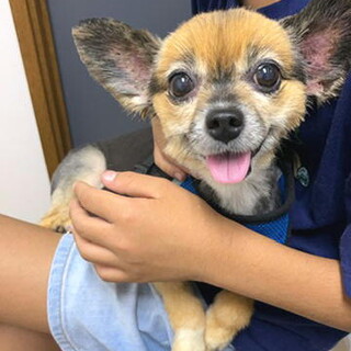 ムダ吠えなし人が好きパピチワめす7才