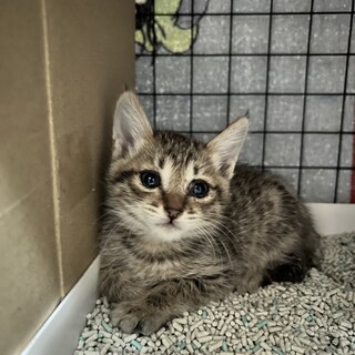 自宅敷地内で保護しました。