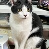 子猫のような可愛さで人大好きで甘えん坊コン君 サムネイル4