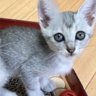 レア毛色の美人ちゃん姉妹そっくり約1ヶ月