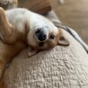 まったりしてたら眠たくなってきた