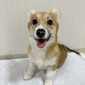 元気いっぱい甘えん坊ボーイ！コーギー仔犬の凪音くん