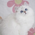 里親様決定しています。タイトル変更できないため