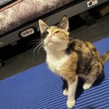 子猫の里親募集してます！人懐こい三毛猫のメスです