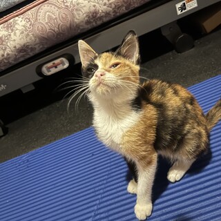 子猫の里親募集してます！人懐こい三毛猫のメスです