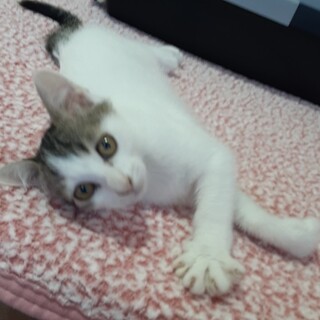 甘えん坊のおてんば美人ちゃん約2ヶ月