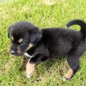 子犬の募集掲載を中止に致します。