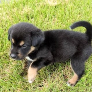 子犬の募集掲載を中止に致します。