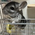 チンチラグレーの男の子の里親さん募集です。
