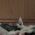 子猫♂　兄弟