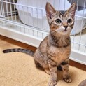 ムギワラのラムちゃん