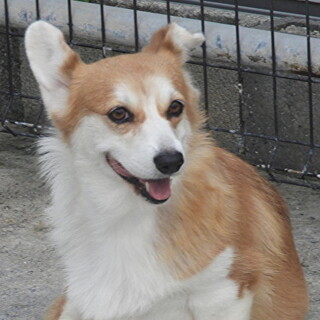 6歳コーギー女の子