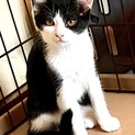 ⚫︎正統派白黒ハチワレ⚫︎好奇心旺盛おっとり女子