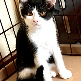 ⚫︎正統派白黒ハチワレ⚫︎好奇心旺盛おっとり女子