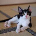 3兄弟ハチワレ⭐︎マーリンくん⭐︎