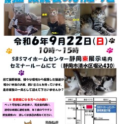 保護ニャンコの譲渡会ｂｙ静岡市清水区
