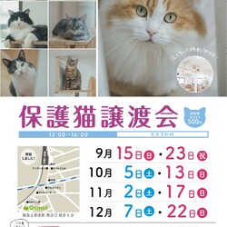 204回　保護猫カフェQsmet（くすめっと）　定例里親譲渡会