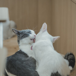 205回　保護猫カフェQsmet（くすめっと）　定例里親譲渡会