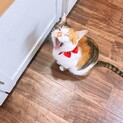 人懐っこい、甘えたなviviちゃん。