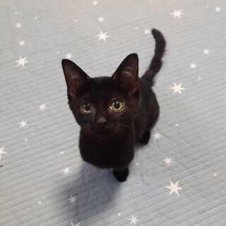 買い物客についてきた黒猫の男の子