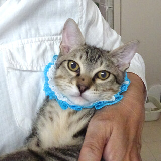 抱っこできる♪甘えたキジ★心(しん)くん３ヵ月半