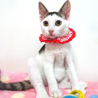 なれなれ♪こけし顔の白キジ★こけしちゃん４ヵ月