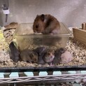 ゴールデンハムスター