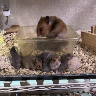 ゴールデンハムスター