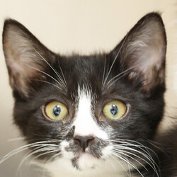 猫と遊べる譲渡会 サムネイル3