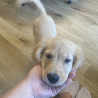 生後3ヶ月のゴールデンレトリバーの女の子