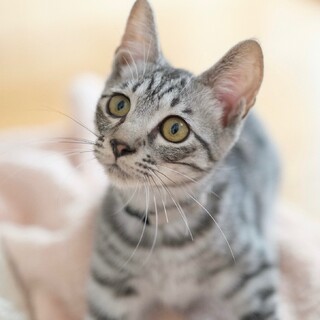 てぬぅと♡家族ができました