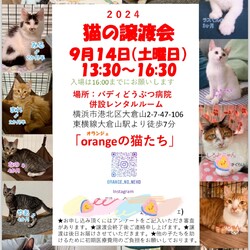 orangeの猫たちの譲渡会