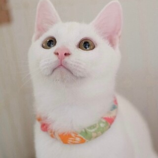 サーブル♡家族ができました