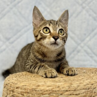 くるりシッポに胸キュン♡馴れにゃんこホシくん3ヶ月