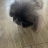 ペキニーズ6さい サムネイル3