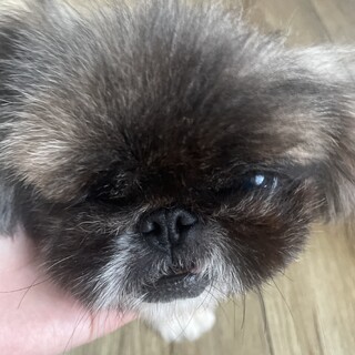 ペキニーズ6さい