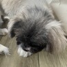ペキニーズ6さい サムネイル4