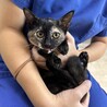 元気でかわいい子猫ちゃんの里親さん探しています サムネイル3