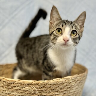 アイラインくっきり美人さん♡リルちゃん3ヶ月