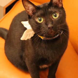 可愛さ満点ばってらくん♡