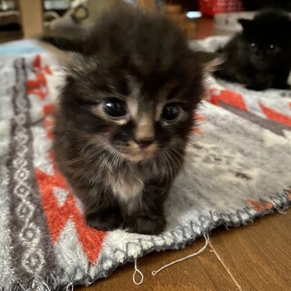 炎天下段ボール箱で捨てられたシェリーメイちゃん