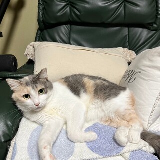 心をとかしてね♡パステル三毛のうららちゃん