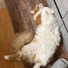 ごろん