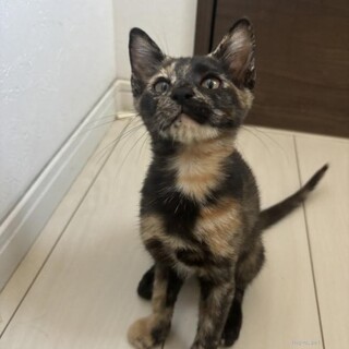 甘えん坊　ここちゃん